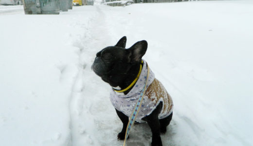 雪・翌日