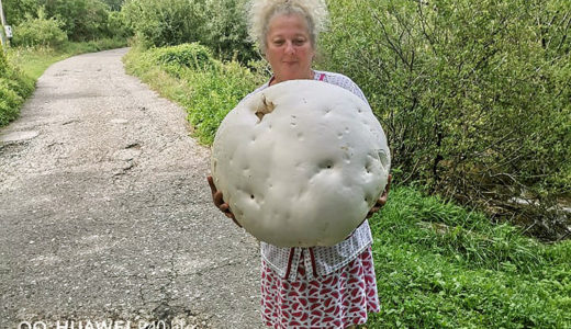 セルビア南部で巨大マッシュルーム(11kg超)が発見される