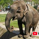 【動画】世界最高齢(88歳)のワニもいる “ベオグラード動物園” in セルビア